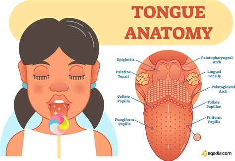 Tongue: Definition, Location, Anatomy & Function